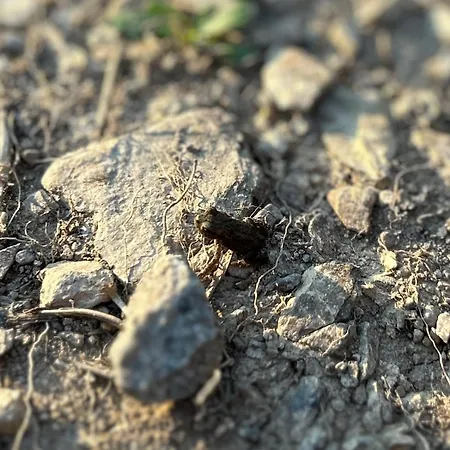 Ferienapartment Hahnenklee Apart.3 아파트 *
